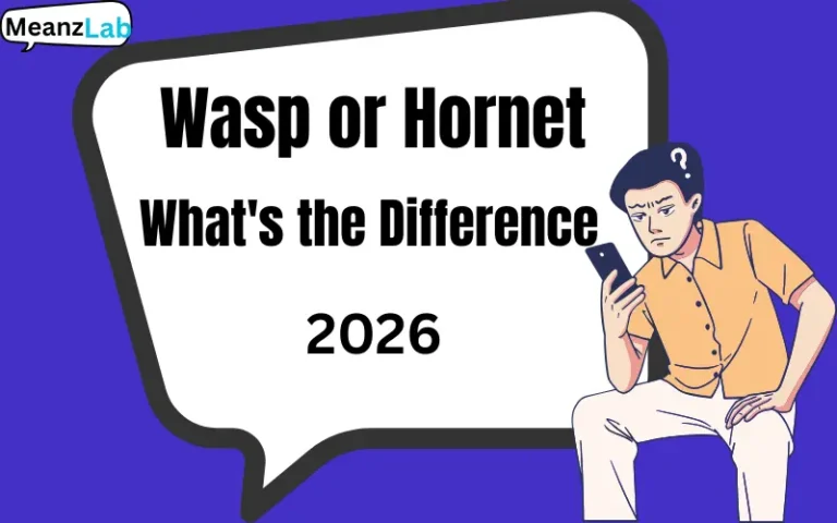 Wasp or Hornet