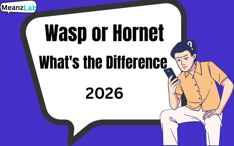 Wasp or Hornet